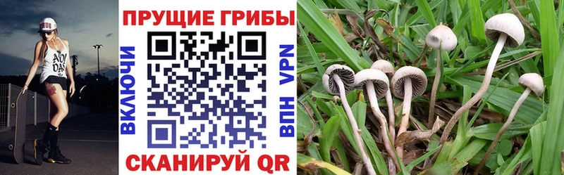 Купить  Невинномысск  Псилоцибиновые грибы ЛСД 